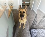 Small #7 German Shepherd Dog