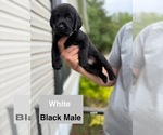 Small #7 Labrador Retriever