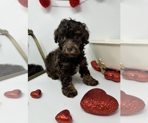 Poodle (Toy) Puppy for Sale in ROCKY MOUNT, North Carolina USA