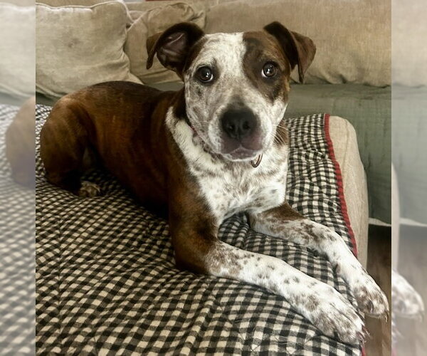 Medium Photo #7 Beagle-Unknown Mix Puppy For Sale in Batavia, OH, USA