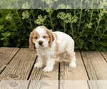 Small Photo #24 Cocker Spaniel Puppy For Sale in NAPPANEE, IN, USA