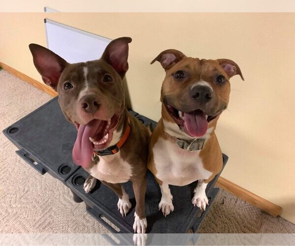 Medium Photo #18 American Pit Bull Terrier-Unknown Mix Puppy For Sale in Lockport, NY, USA