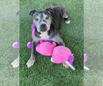 Small #2 American Pit Bull Terrier Mix