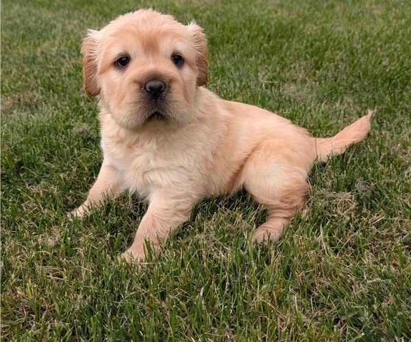 Medium Photo #12 Cocker-Pei Puppy For Sale in GOSHEN, IN, USA