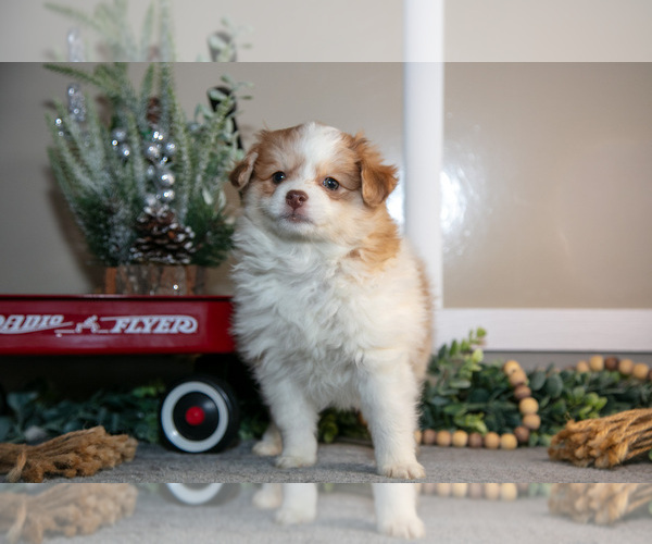 Medium Photo #2 Pom-A-Poo Puppy For Sale in NAPPANEE, IN, USA