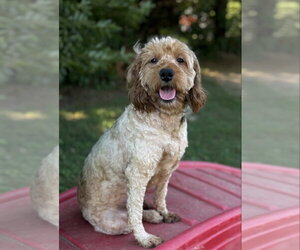 Goldendoodle (Miniature) Dogs for adoption in Spring Lake, NJ, USA