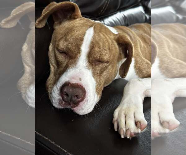 Medium Photo #4 Mutt Puppy For Sale in Rowlett, TX, USA