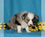Small Photo #4 Australian Shepherd Puppy For Sale in STRASBURG, PA, USA