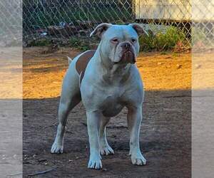 American Bulldog Puppy for sale in TULSA, OK, USA