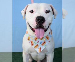 Staffordshire Bull Terrier Dogs for adoption in Bakersfield, CA, USA