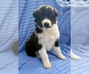 Border Collie Puppy for sale in FAIR HAVEN, MI, USA