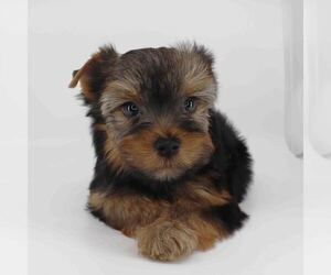 Yorkshire Terrier Puppy for sale in LOS ANGELES, CA, USA