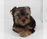 Small Yorkshire Terrier