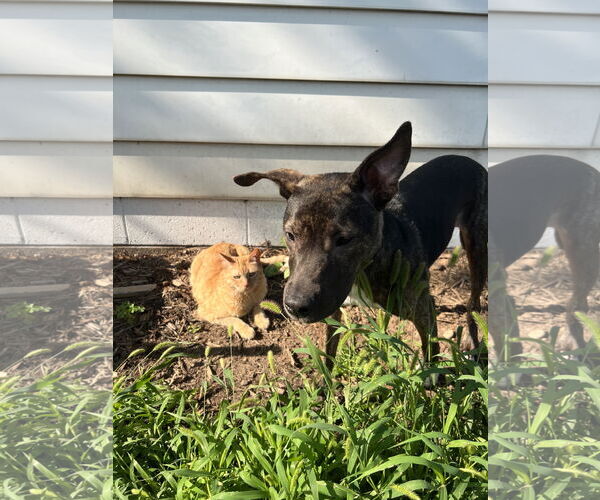 Medium Photo #10 Dutch Shepherd -Unknown Mix Puppy For Sale in Minneapolis, MN, USA