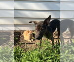 Small #9 Dutch Shepherd  Mix