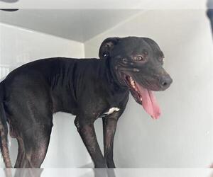 Mutt Dogs for adoption in Houston, TX, USA