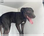 Small Mutt