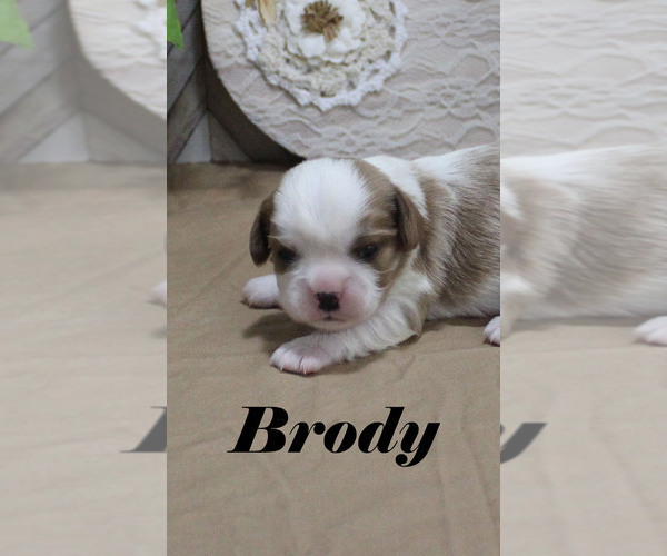 Medium Photo #3 Cavalier King Charles Spaniel Puppy For Sale in CHANUTE, KS, USA