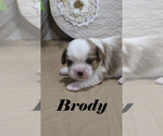 Small #2 Cavalier King Charles Spaniel