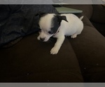 Small Photo #3 Chihuahua-Schipperke Mix Puppy For Sale in BUFFALO, NY, USA