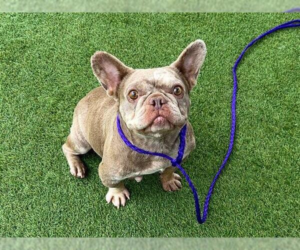 Medium Photo #1 French Bulldog Puppy For Sale in Orange, CA, USA