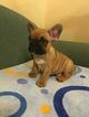 Small Photo #9 French Bulldog Puppy For Sale in BAY VIEW, WI, USA