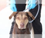 Small Photo #6 Doberman Pinscher-Labrador Retriever Mix Puppy For Sale in Bolivar, MO, USA
