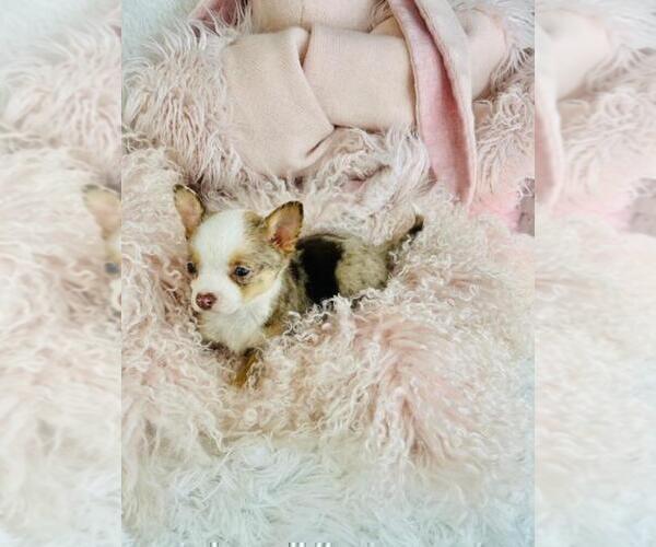 Medium Photo #17 Chihuahua Puppy For Sale in AVONDALE EST, GA, USA