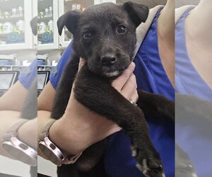 Shepradors Dogs for adoption in Princeton, MN, USA