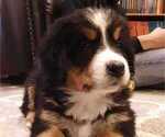 Small Photo #6 Bernese Mountain Dog Puppy For Sale in NORWOOD, MO, USA