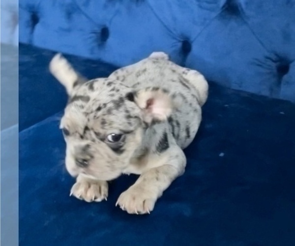 Medium Photo #21 French Bulldog Puppy For Sale in PALMDALE, CA, USA