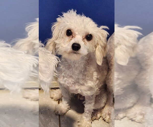 Medium Photo #3 Bichon Frise Puppy For Sale in Walnutport, PA, USA