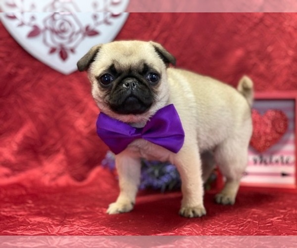 Medium Photo #3 Pug Puppy For Sale in LANCASTER, PA, USA