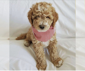 Goldendoodle (Miniature) Puppy for sale in EATON, CO, USA