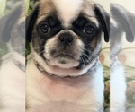 Small Photo #11 Pug Puppy For Sale in SPRING CITY, PA, USA
