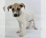 Small #1 Great Dane Mix