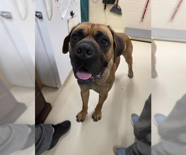Medium Photo #1 Mastiff-Unknown Mix Puppy For Sale in Center Township, PA, USA