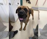MILTON - Male Mastiff-Unknown Mix Dog for Adoption - Small photo