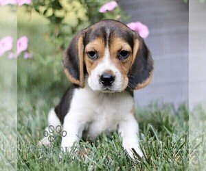 Beagle Puppy for sale in STRASBURG, PA, USA