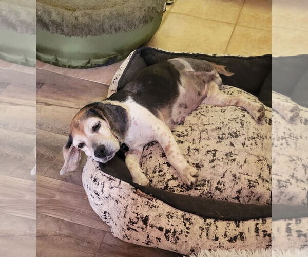 Medium Photo #6 Beagle Puppy For Sale in Las Vegas, NV, USA