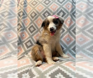 Australian Shepherd Puppy for sale in LAKELAND, FL, USA