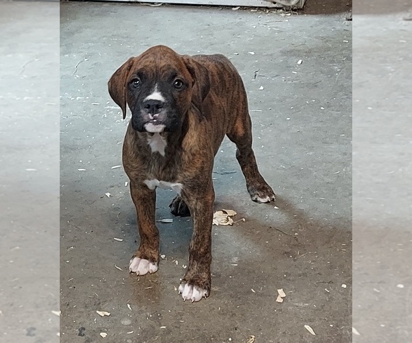 Medium Photo #7 Boxer Puppy For Sale in PETERSBURG, VA, USA