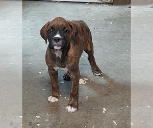 Medium Boxer