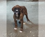 Puppy Puppy 6 Boxer