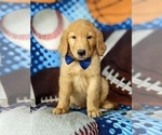 Small Photo #6 Golden Retriever Puppy For Sale in NOTTINGHAM, PA, USA