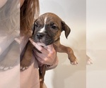 Small Photo #17 American Pit Bull Terrier-Black Mouth Cur Mix Puppy For Sale in QUAKER HILL, CT, USA
