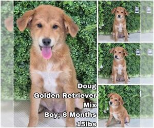 Golden Retriever-Unknown Mix Dogs for adoption in Seattle, WA, USA