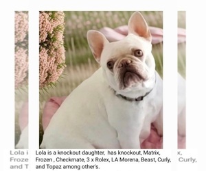 Mother of the French Bulldog puppies born on 03/21/2025