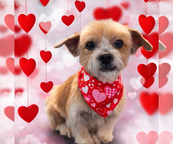 Medium Photo #2 Mutt Puppy For Sale in Newport Beach, CA, USA