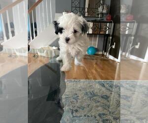 Maltese Puppy for sale in CHARLESTON, SC, USA